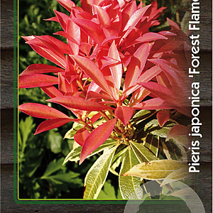 Pieris 'Forest Flame' 30-40 cm 5,0L