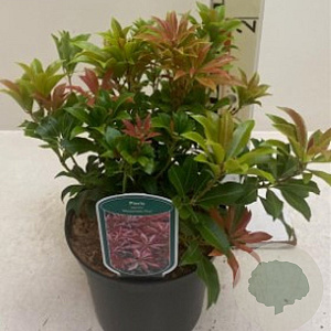 Pieris jap. 'Mountain Fire' 30-40 cm 5,0L