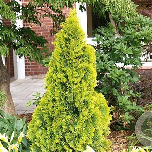 Thuja occidentalis 'Golden Smaragd' 30-35 cm 5,0L