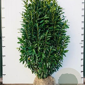 Prunus l. Genolia 10-12 cm cont. 60L 200 cm stam lei 150x150