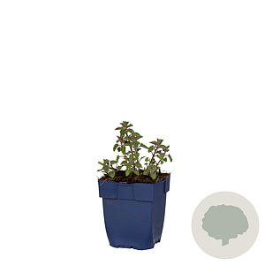 Nepeta faas. 'Pursian Blue' GM  P11