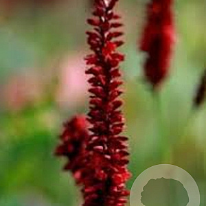 Persicaria a. Bloody Mary GM  P11