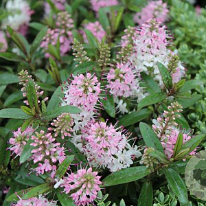 Hebe 'Nicola's Blush' GM 10L