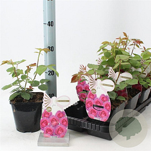 Rosa (F) Eufemia 10-15 cm C1.5