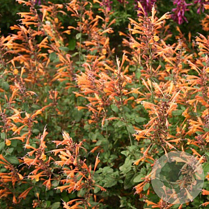Agastache 'Apricot Sprite' GM P9