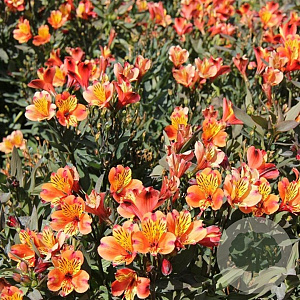 Alstroemeria Indian Summer GM P9