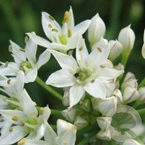 Allium tuberosum GM P9