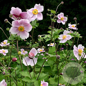 Anemone hyb. 'Richard Ahrens' GM P9