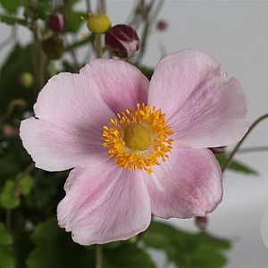 Anemone hyb. 'Richard Ahrens' GM P9
