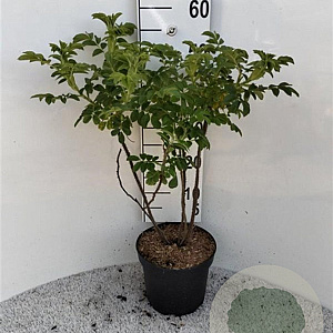 Rosa rugosa 'Alba' 60-80 cm 5,0L