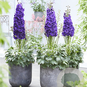 Delphinium Black Velvet GM  P11
