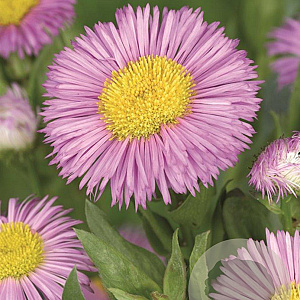 Erigeron 'Rosa Juwel' GM P9