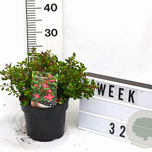 Escallonia 'Red Dream' 20-25 cm 3,0L