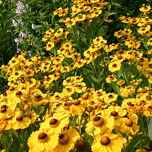 Helenium 'Goldrausch' GM P9