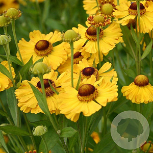 Helenium 'Goldrausch' GM P9