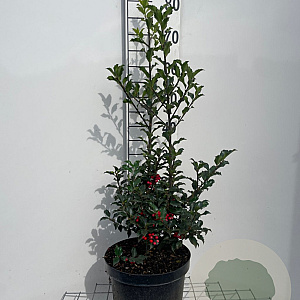 Ilex meserv. 'Blue Princess' 60-80 cm 7,5L