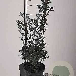 Ilex meserv. 'Blue Princess' 60-80 cm 7,5L