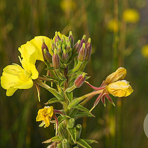 Oenothera biennis GM P9