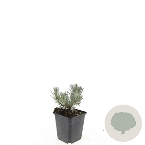Lavandula ang. 'Arctic Snow' GM P9