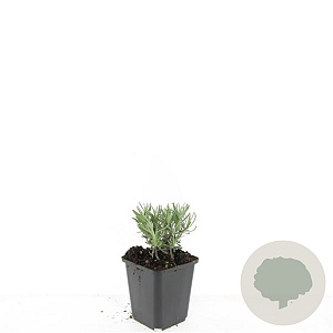 Lavandula ang. 'Arctic Snow' GM P9