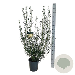 Phillyrea angustifolia 60-80 cm 6L
