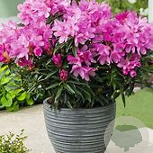 Rhododendron ponticum 'Graziella' 20-25 cm 3,0L