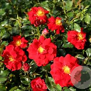 Rosa (H) Salsa 15-20 cm 2,0L
