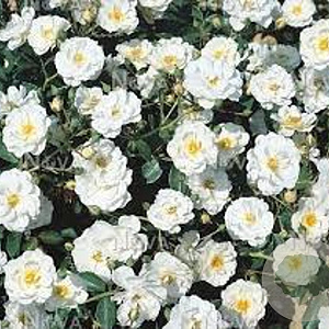 Rosa (H) Schneekönigin 15-20 cm 2,0L
