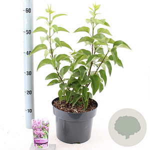 Syringa v. 'Prince Wolkonsky' 40-50 cm 5,0L