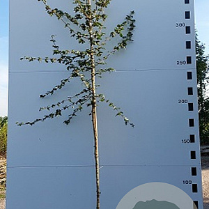 Acer campestre 10-12 HO container