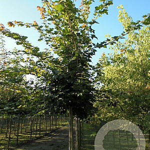 Acer campestre 12-14 HO draadkluit