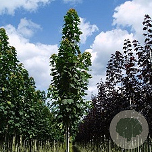 Acer plat. 'Columnare' 12-14 HO container