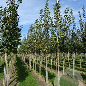 Acer plat. 'Drummondii' 10-12 HO draadkluit