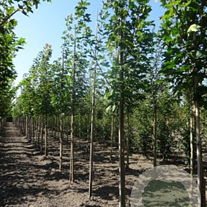 Acer platanoides 10-12 HO container