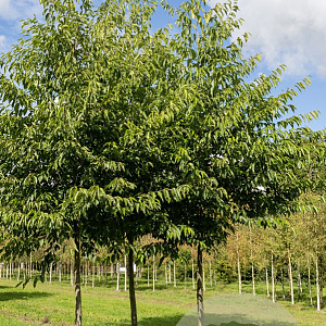Alnus spaethii 14-16 HO draadkluit