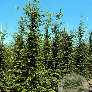Carpinus betulus 14-16 HO draadkluit geveerd