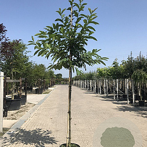Castanea sativa 12-14 HO container