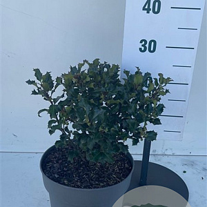 Ilex meserv. 'Blue Angel' 30-40 cm 7,5L