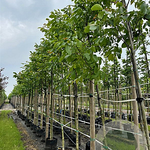 Juglans regia 10-12 HO container