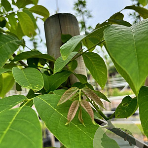 Juglans regia 10-12 HO container