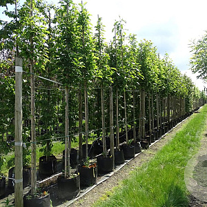 Magnolia kobus 12-14 HO container