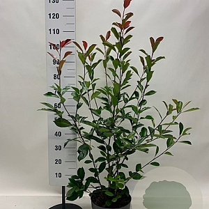 Photinia fraseri 'Red Robin' 100-125 cm 10L