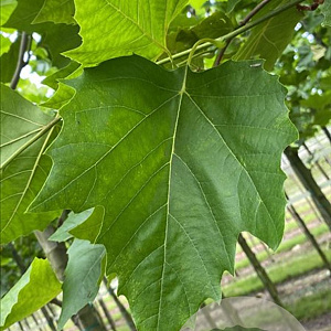 Platanus hispanica 12-14 HO container