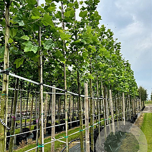 Platanus hispanica 12-14 HO container