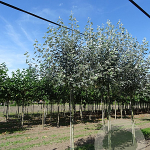 Populus alba 12-14 HO draadkluit