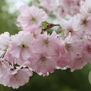 Prunus accolade 14-16 HO container