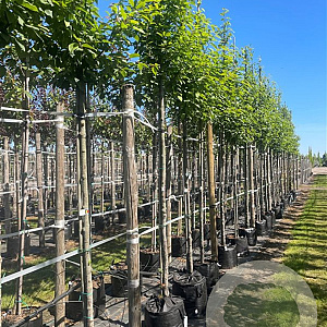 Prunus padus 12-14 HO container