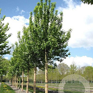 Prunus padus 'Tiefurt' 12-14 HO container