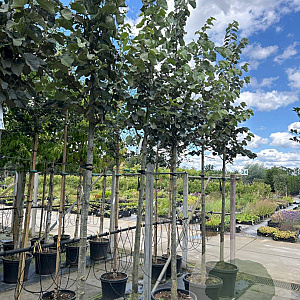 Tilia tomentosa 'Brabant' 14-16 HO container