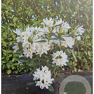 Rhododendron 'Cunningham's White' 50-60 cm 7,5L